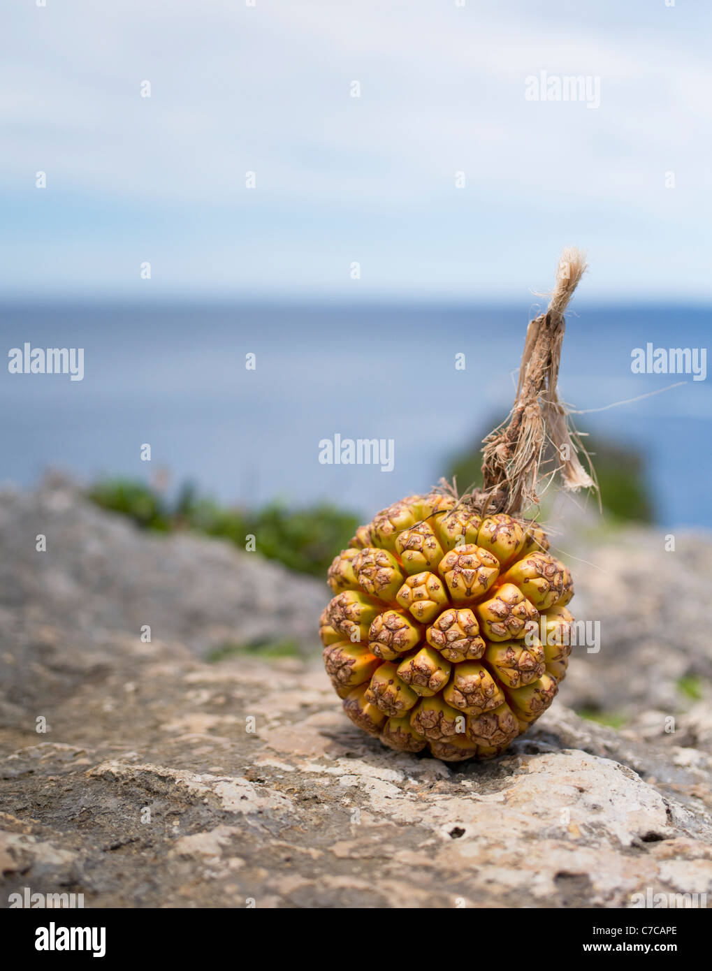 Adan fruit okinawa japan fotografías e imágenes de alta resolución Alamy