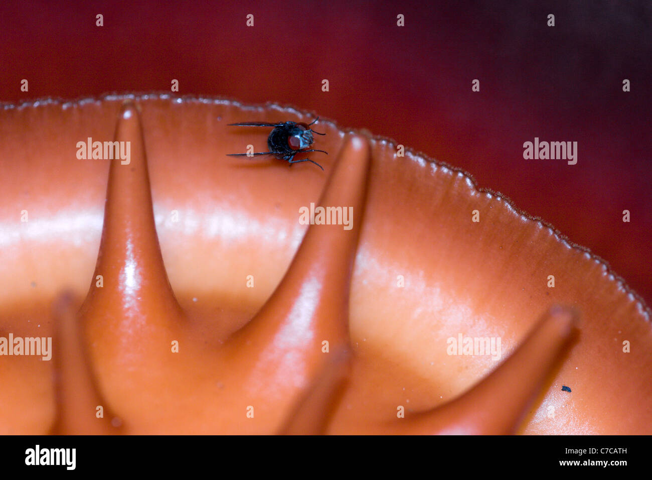 Los procesos dentro de la sala de la taza de Rafflesia kerrii perianto con mosca. Foto de stock