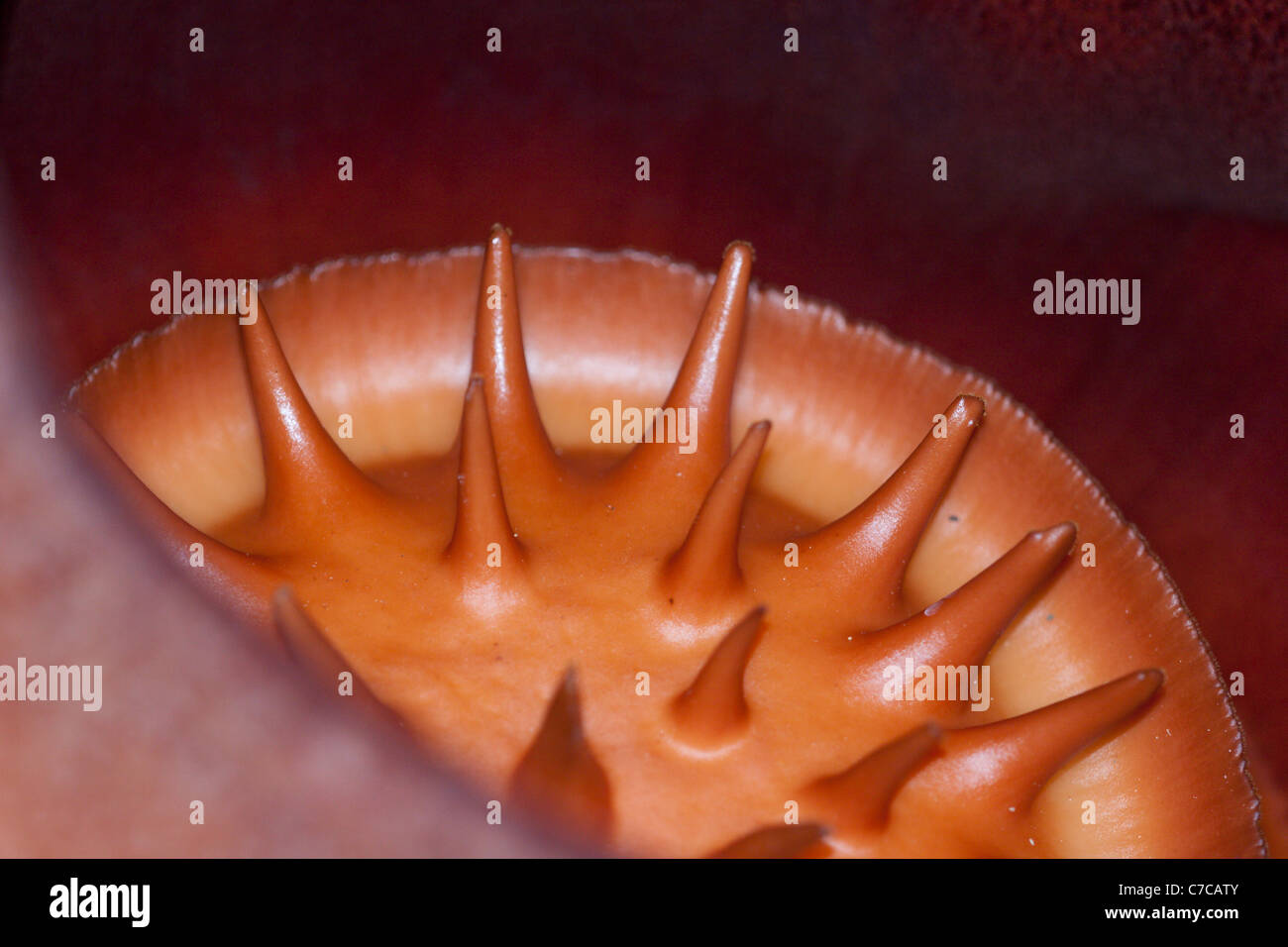 Los procesos dentro de la sala de la copa cae de la Rafflesia kerrii. Foto de stock
