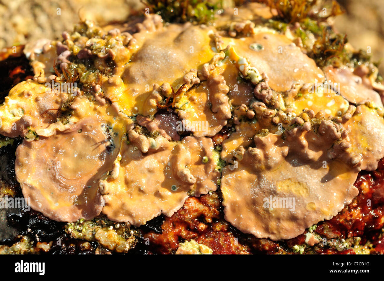 Algas coralinas incrustantes (Lithophyllum incrustans) Foto de stock