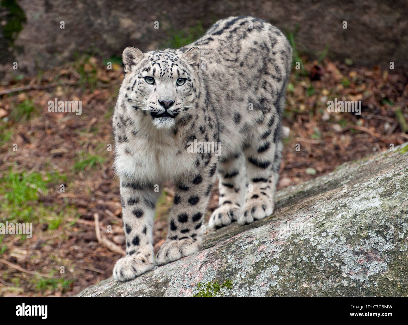 Leopard Standing On Rock Fotos E Imagenes De Stock Alamy Leopard Standing On Rock Fotos E Imagenes De Stock Alamy