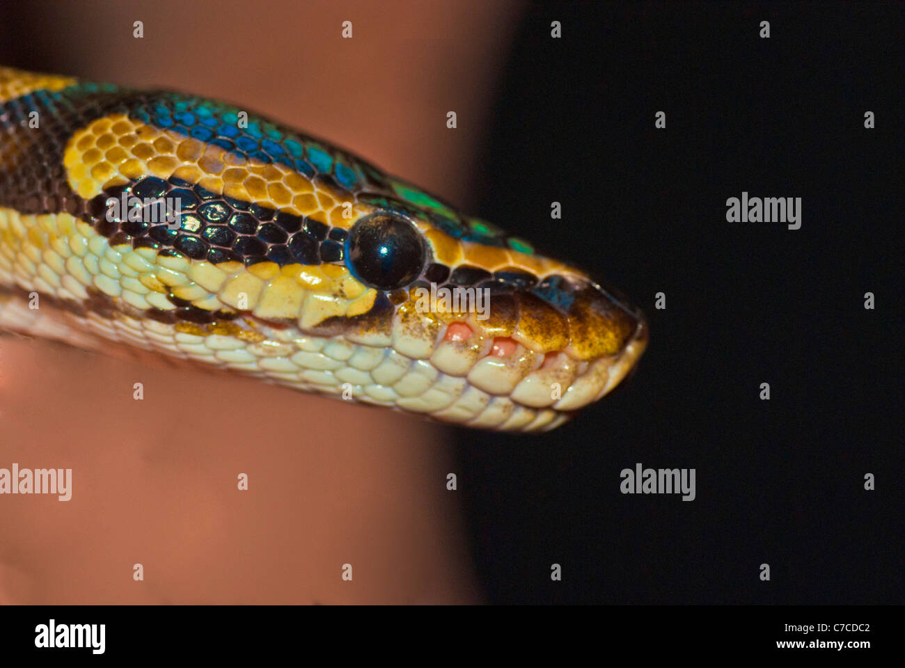 Cabeza de serpiente Python Foto de stock
