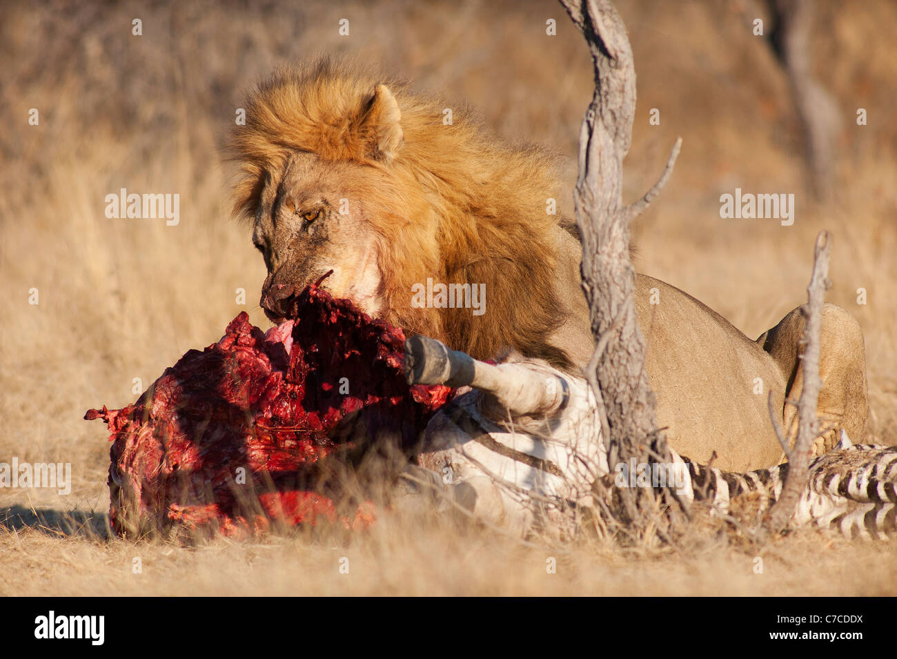 Gran león macho (Panthera leo) en una cebra matar, Parque Nacional Etosha, Namibia Foto de stock