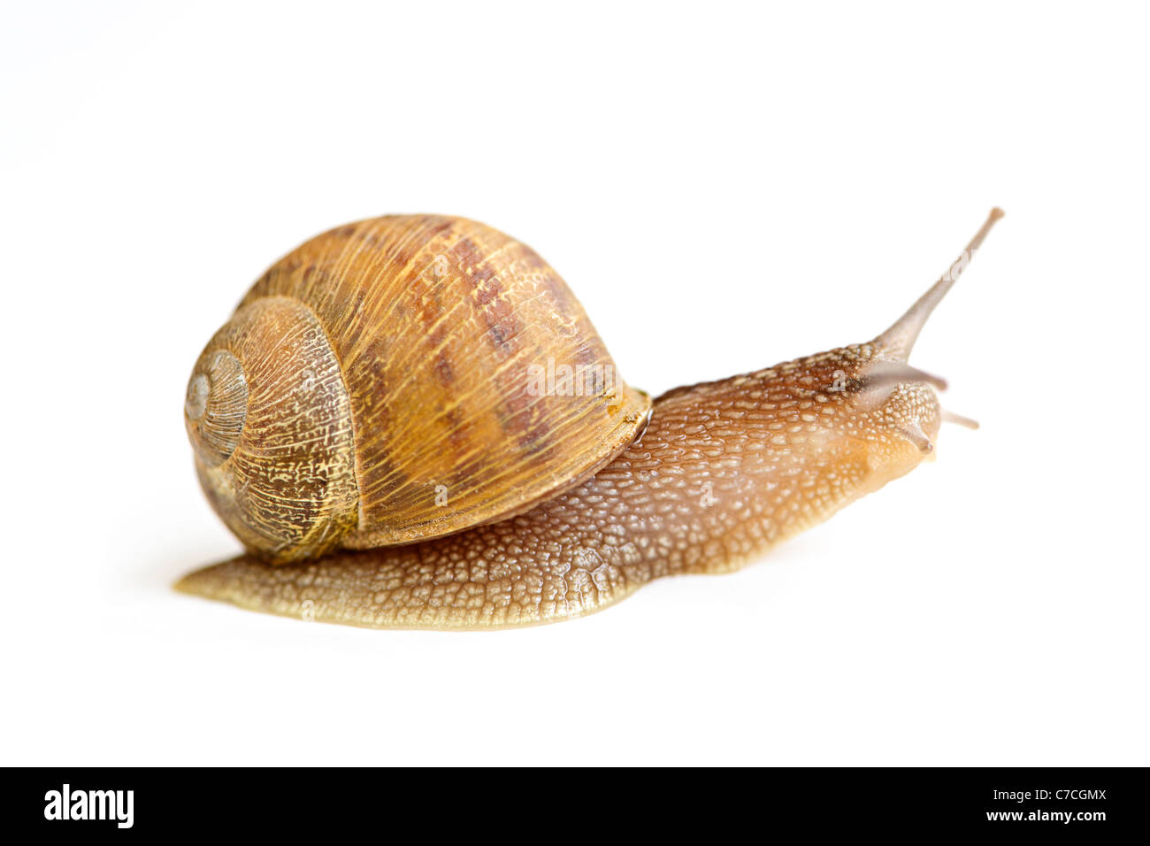 Con una concha de caracol avanzando aislado sobre fondo blanco. Foto de stock