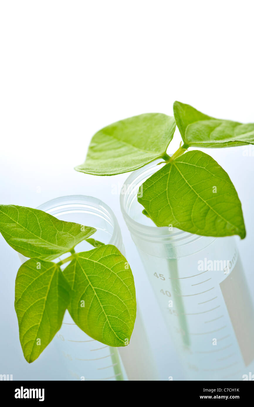 Las plántulas de plantas genéticamente modificadas en dos tubos de ensayo Foto de stock