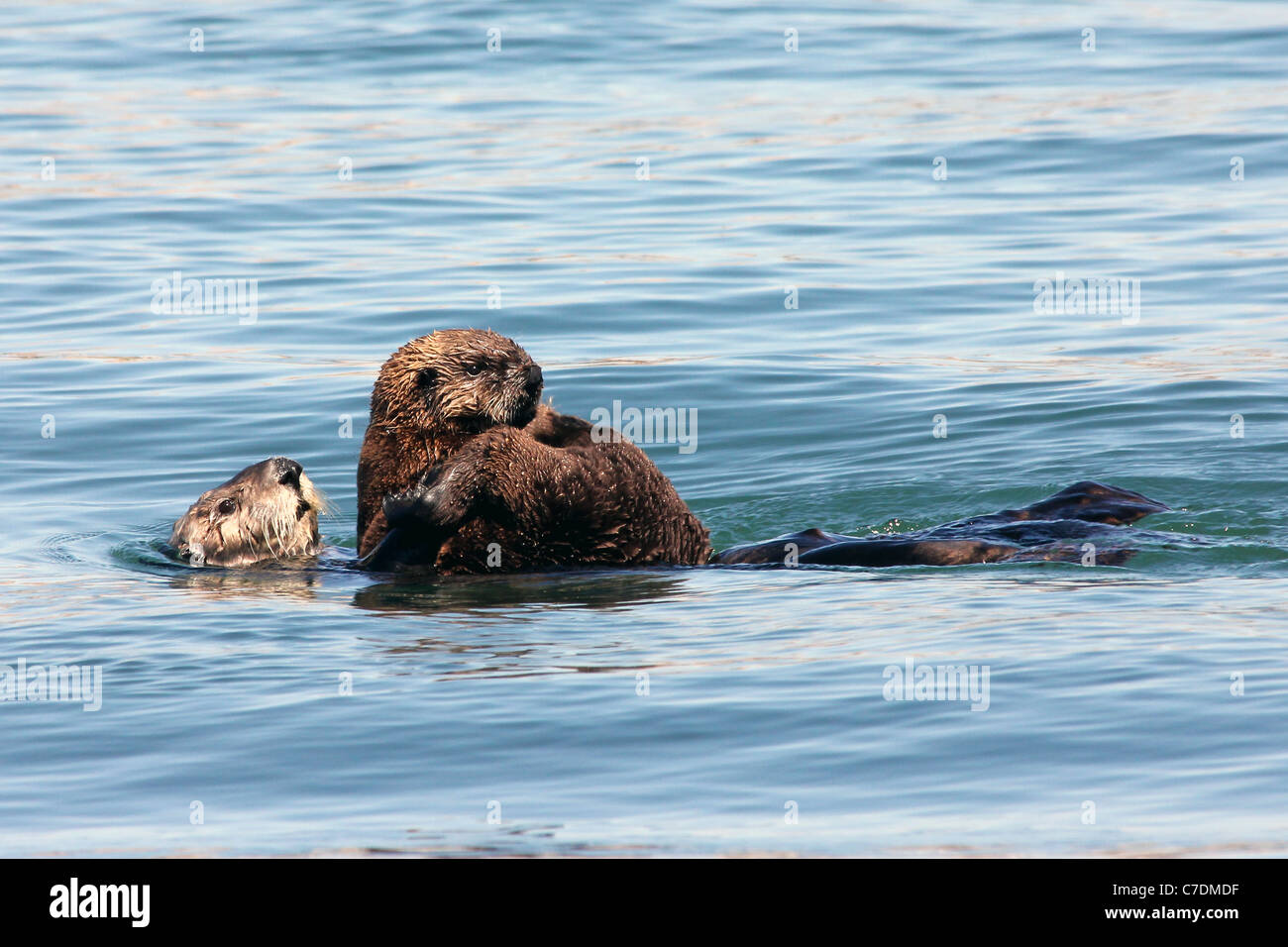 Una Nutria marina en peligro de extinción (Enhydra lutris nereis) y su bebé a jugar en las aguas de California Foto de stock