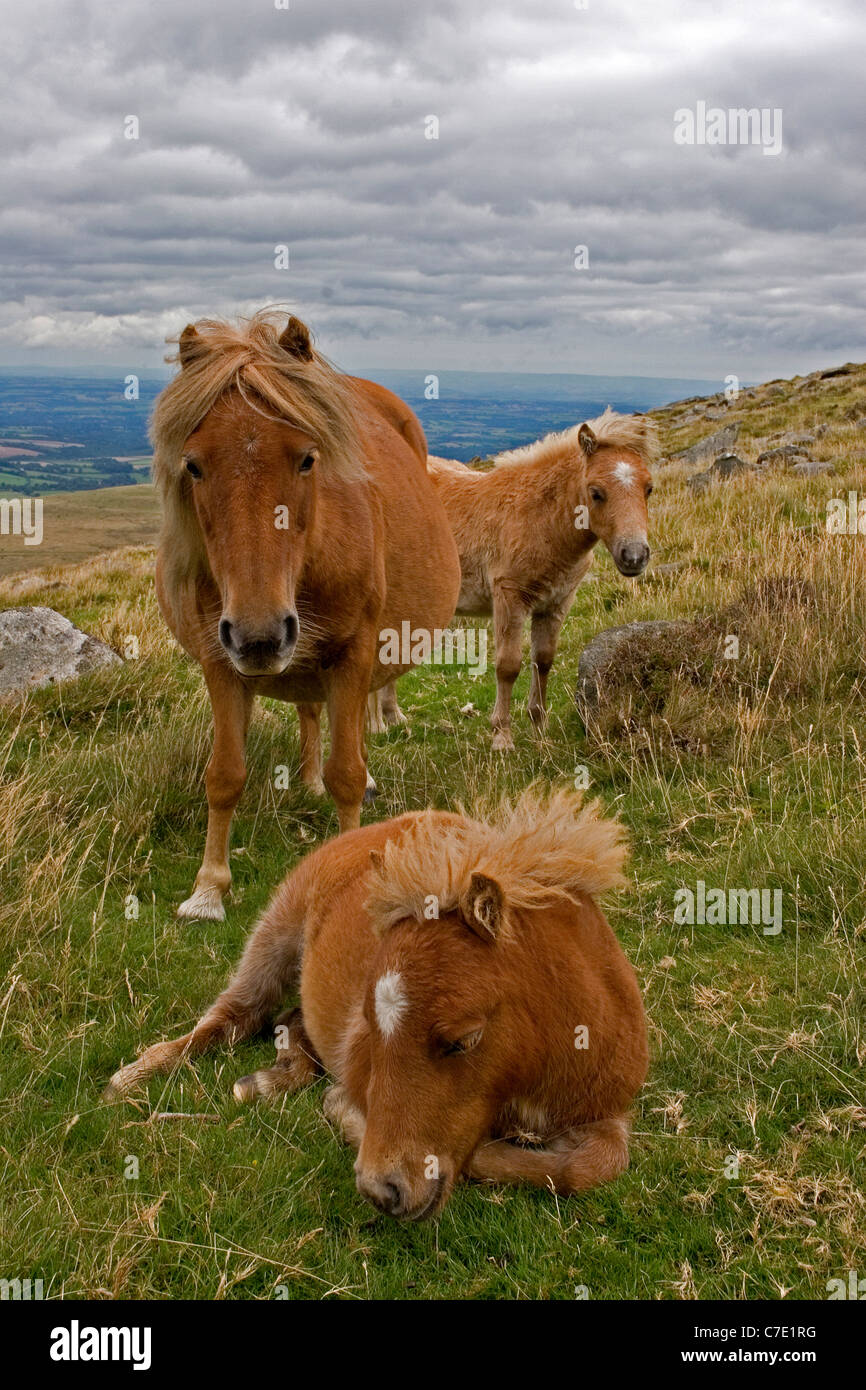 Dartmoor pony mare y dos potros Fotografía de stock Alamy
