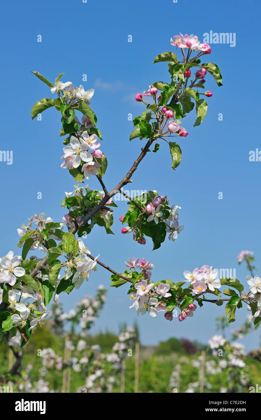 Half-standard manzano (Malus domestica) orchard floración en primavera, Hesbaye, Bélgica Foto de stock