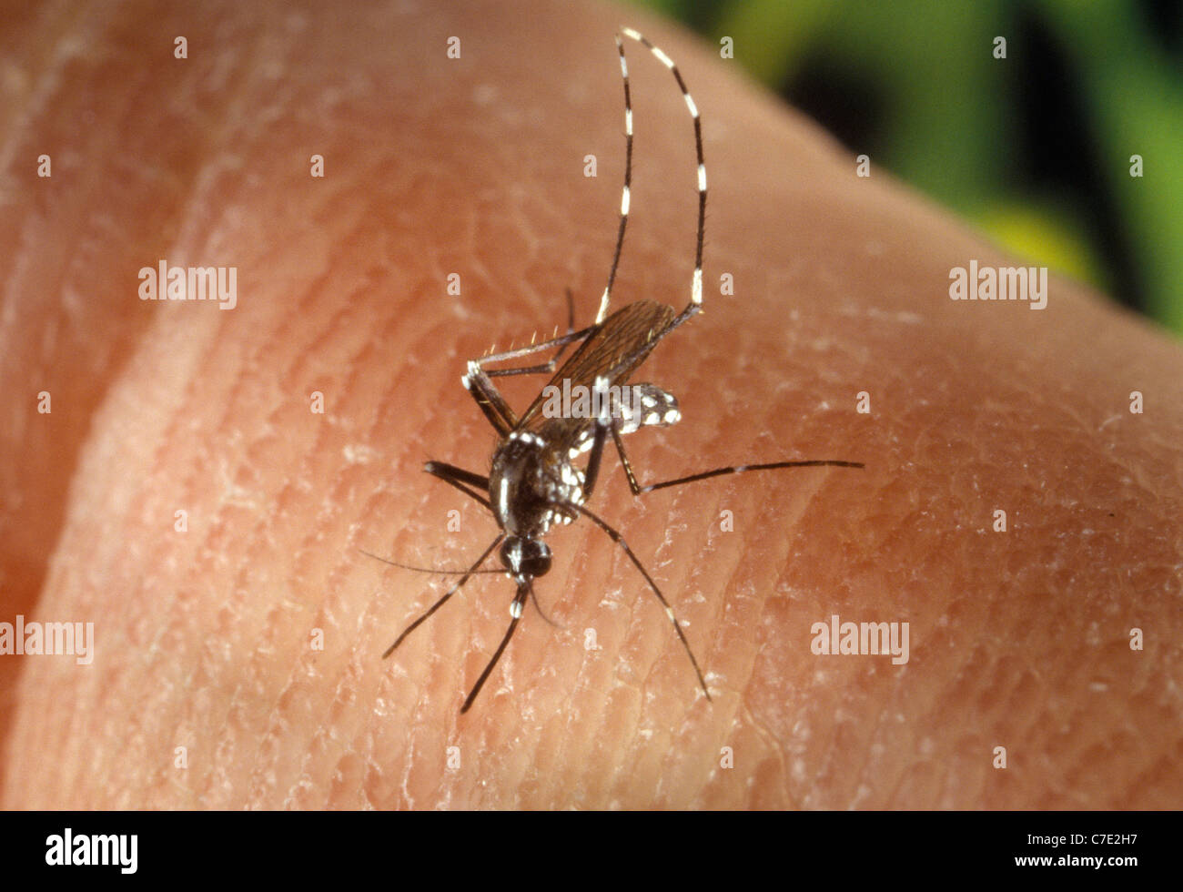 Hembra de mosquito tigre asiático (Aedes albopictus) alimentarse de un huésped humano Foto de stock