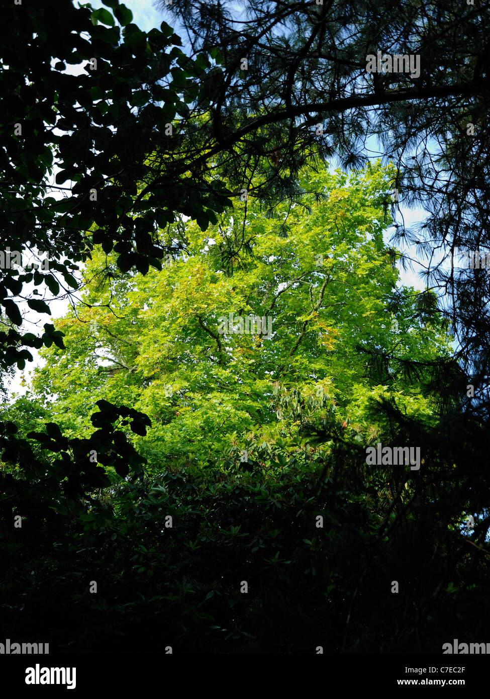 Plano de Londres, Platanus x hispanica Foto de stock