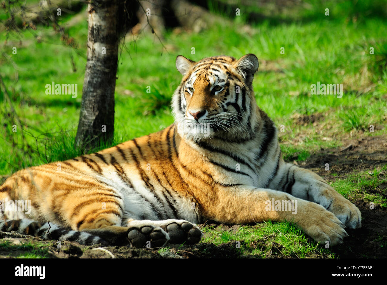 Tigre de Amur (Panthera tigris altaica), originalmente conocido como tigre siberiano, Highland Wildlife Park, Kincraig, Kingussie, Escocia Foto de stock