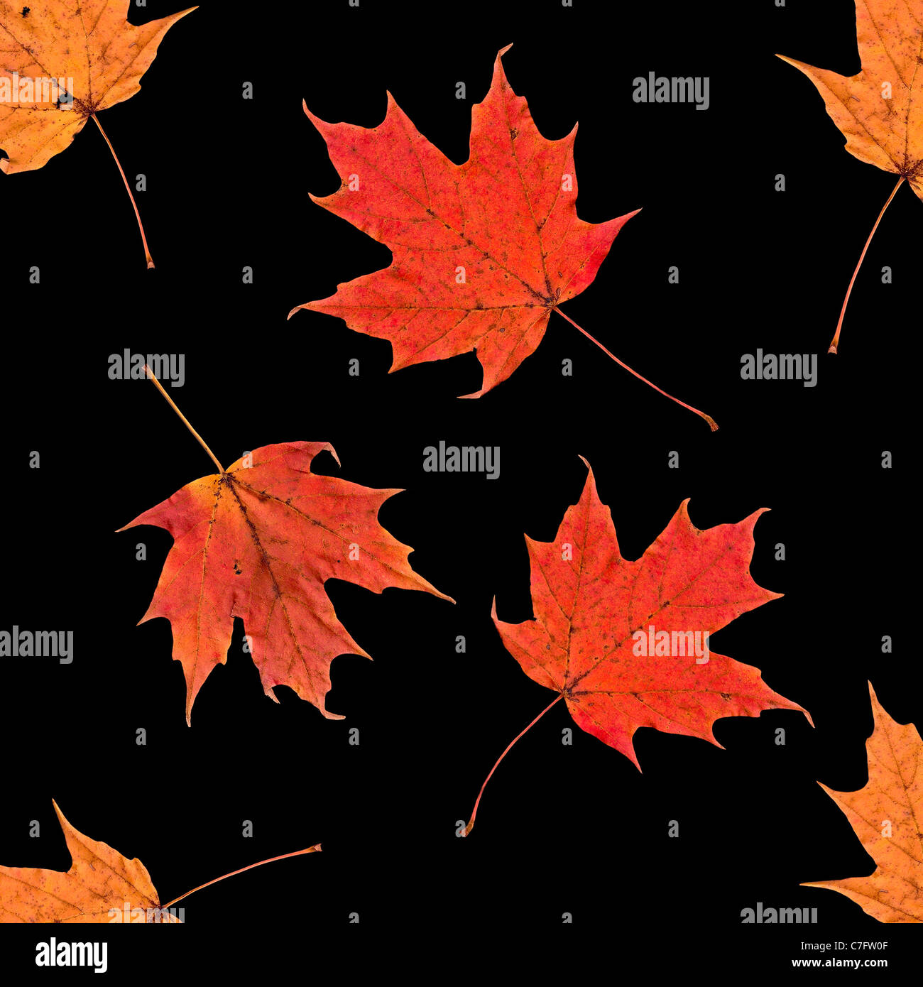 Colección abstracto rojo amarillo naranja Grunge Otoño caen las hojas de arce de azúcar Acer saccharum aislado en un patrón cuadrado negro Foto de stock