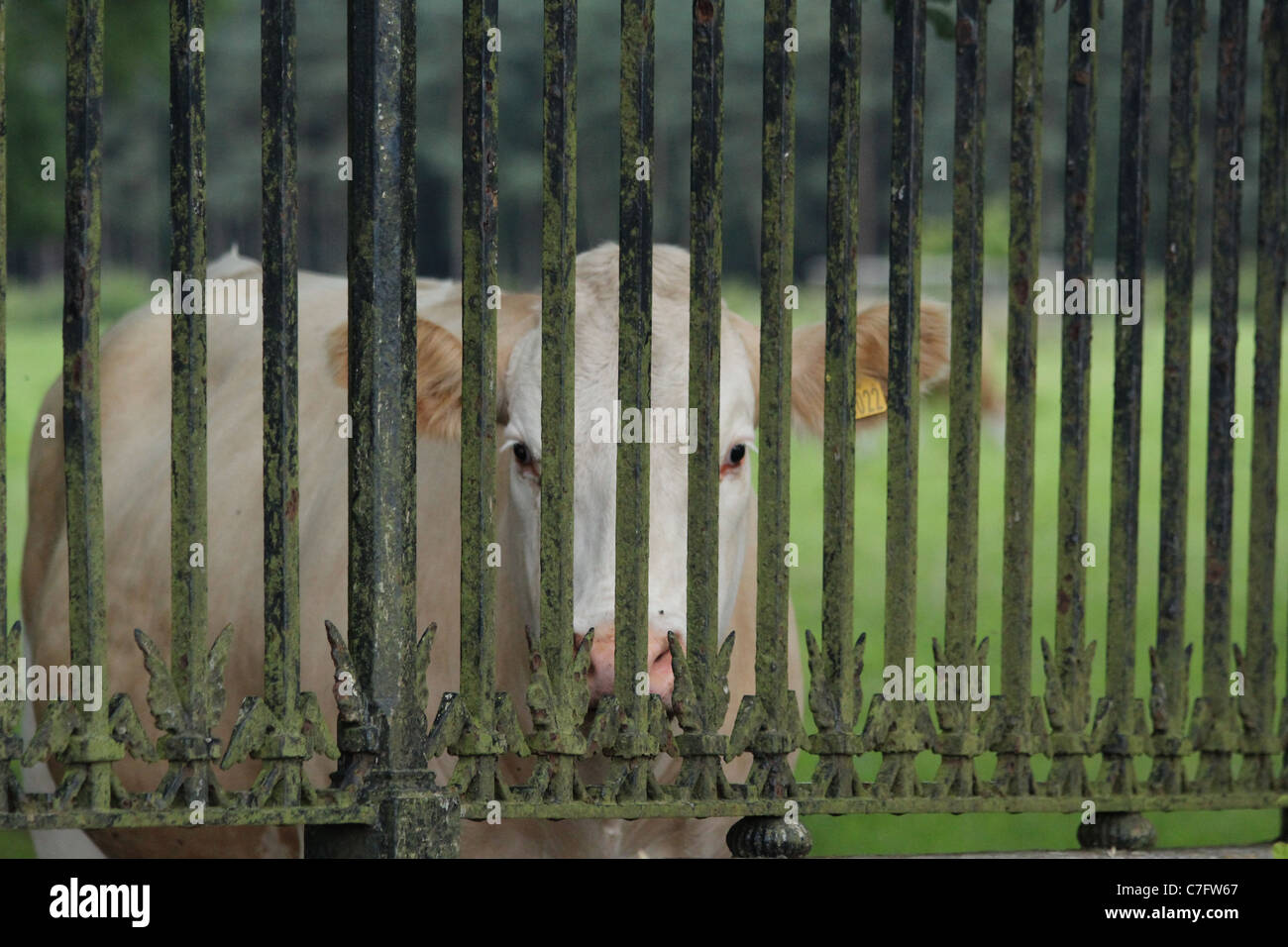 Una vaca tras las rejas mirando a la cámara Foto de stock