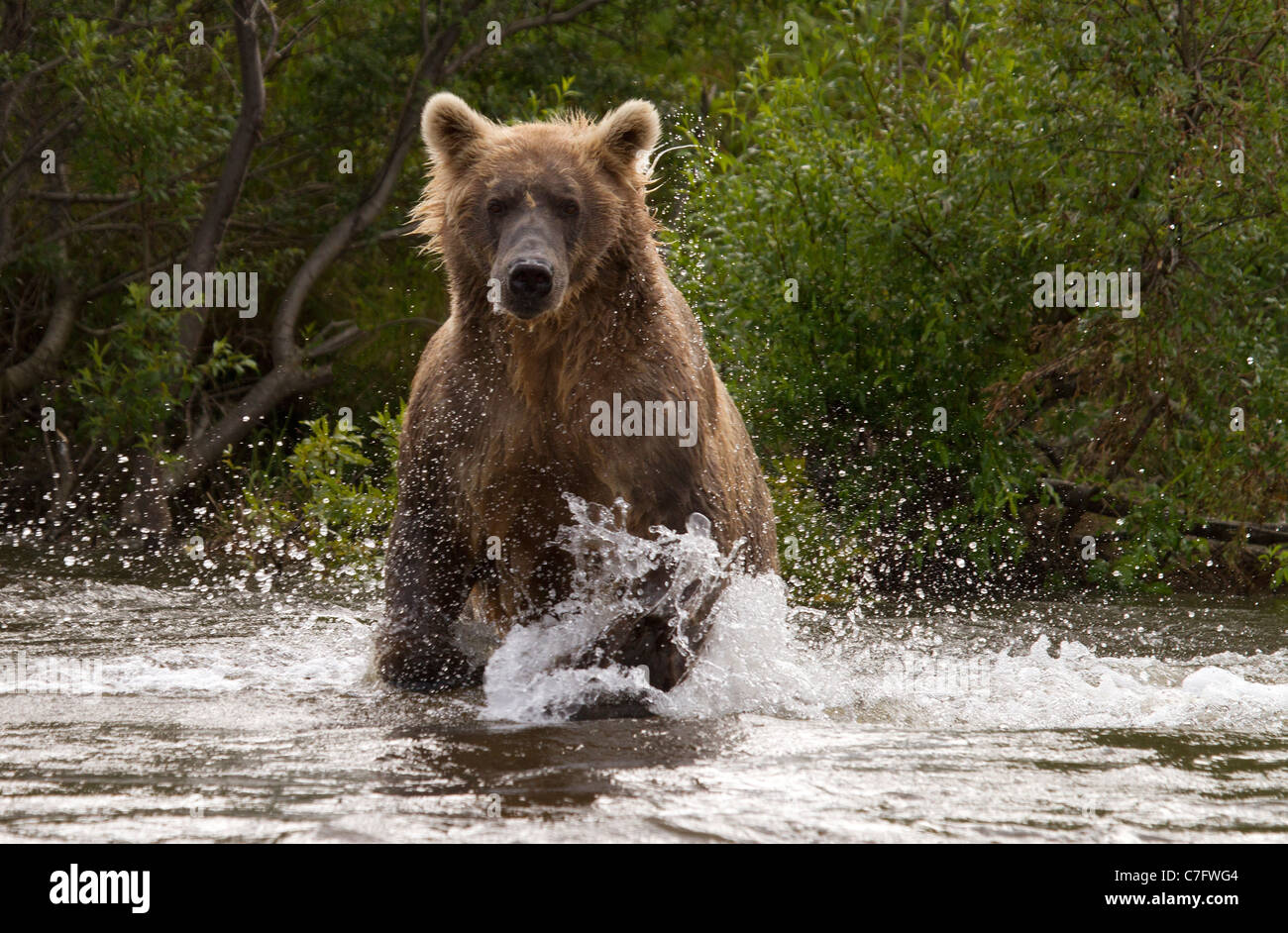 Oso Pardo, Ursus arctos persiguiendo peces Foto de stock