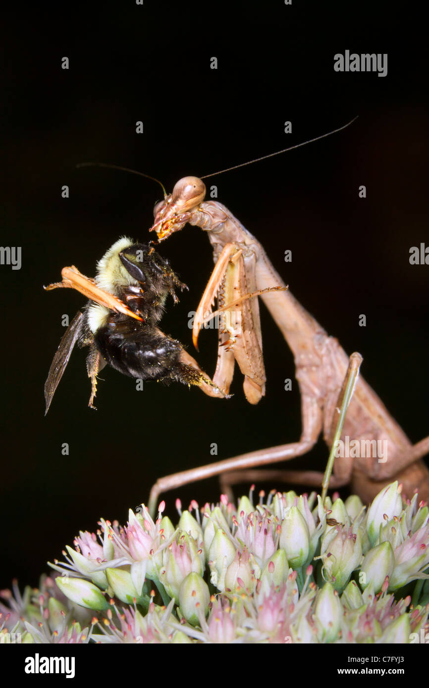 Mantis (mantis religiosa) comiendo un abejorro. Foto de stock