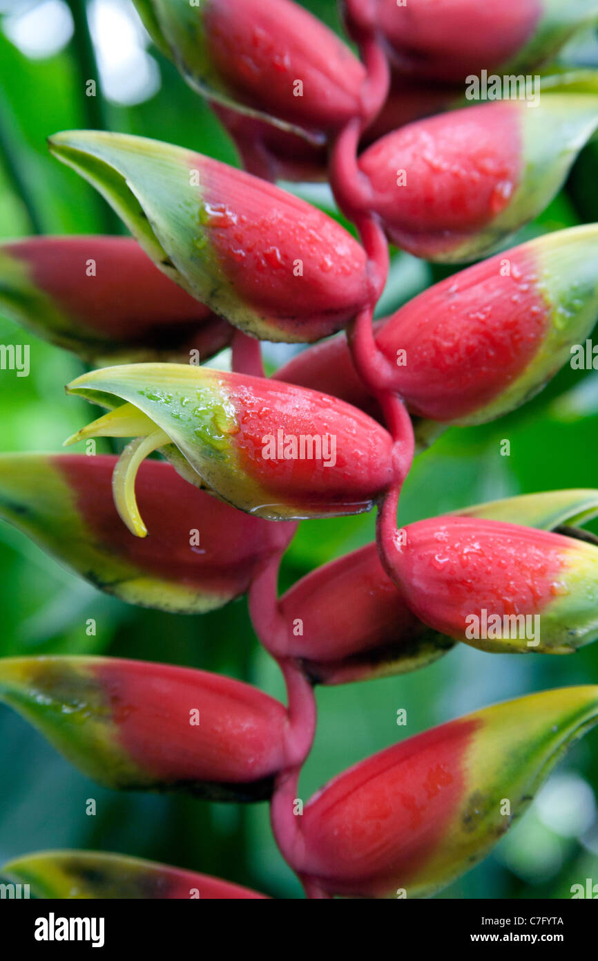 La Heliconia rostrata o falso Ave del Paraíso planta con flores rojas, la  Casa de las palmeras UK Fotografía de stock - Alamy
