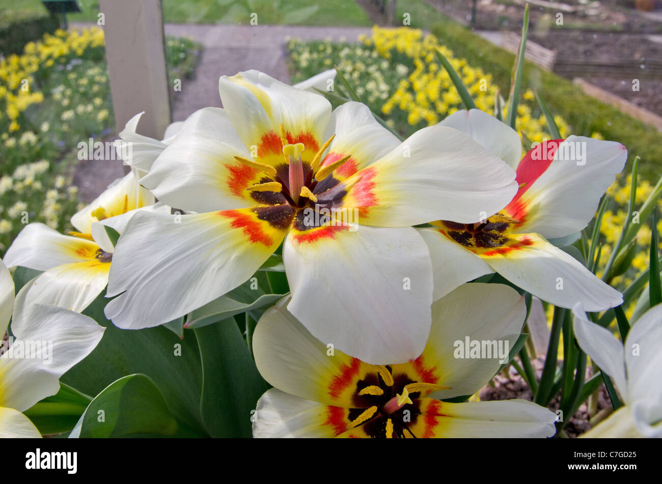 Tulip Albion Star Foto de stock