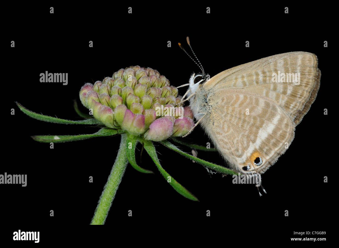 Long-tailed Mariposa Azul (Lampides boeticus) adulto descansando sobre flowerhead, criado en cautividad en Europa. Foto de stock