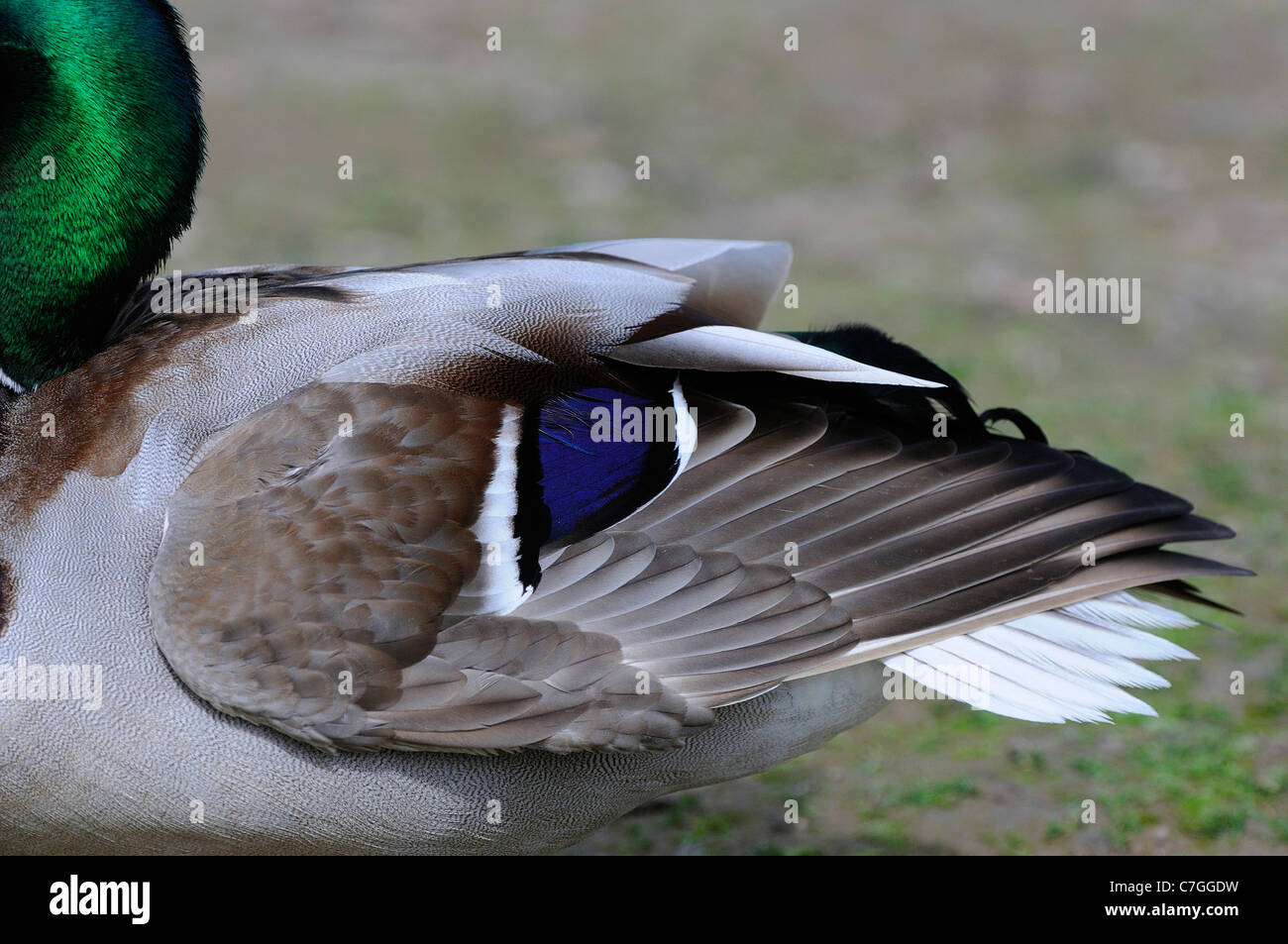 El ánade real (Anas platyrhynchos) Detalle de plumas en el ala plegada de macho, Oxfordshire, REINO UNIDO Foto de stock