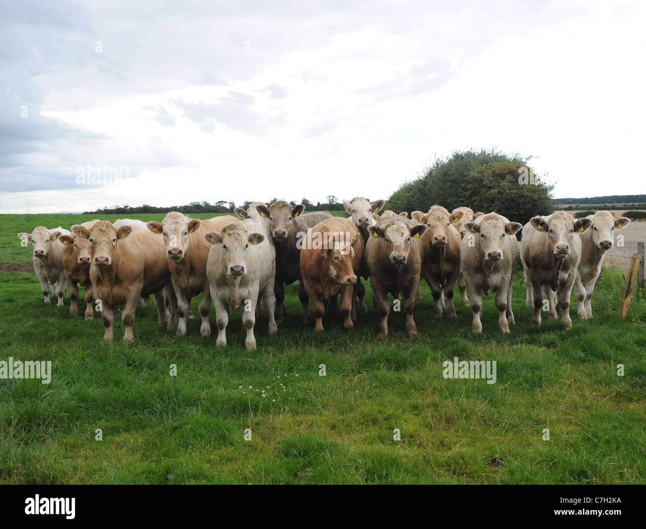 Una fila de vacas todas en una línea. Foto de stock
