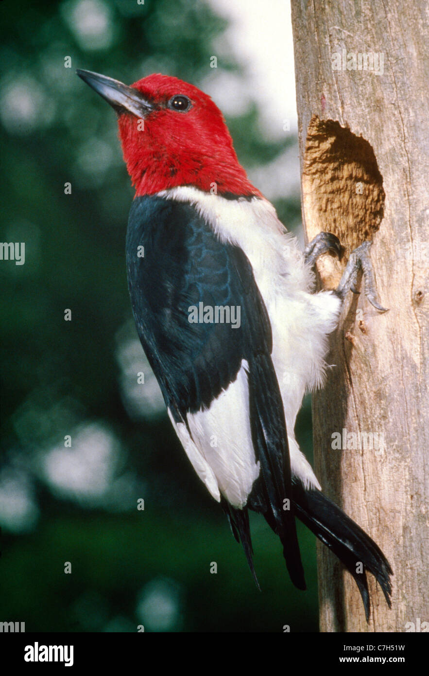 RED Headed Woodpecker (MELANERPES ERYTHROCEPHALUS) Foto de stock