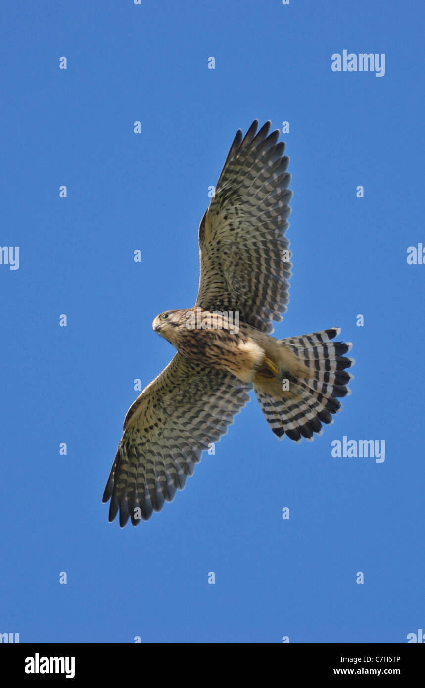 Hembra de cernícalo vulgar (Falco tinnunculus) volando Foto de stock