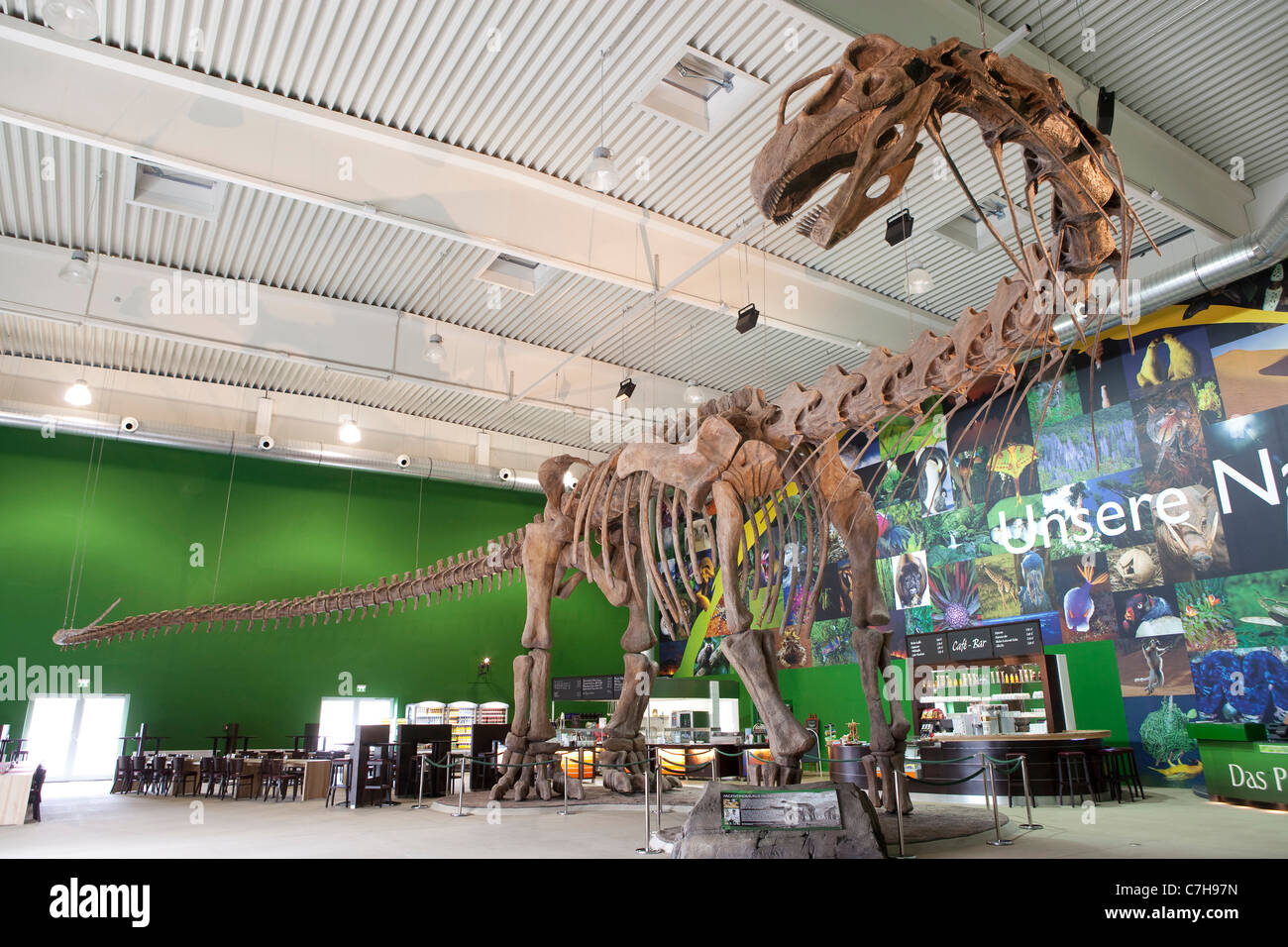 Alemania Sarre Schiffweiler.Praehistorium Gondwana, Museo de Praehistoric veces. Argentinosaurus en el vestíbulo de la entrada principal Foto de stock