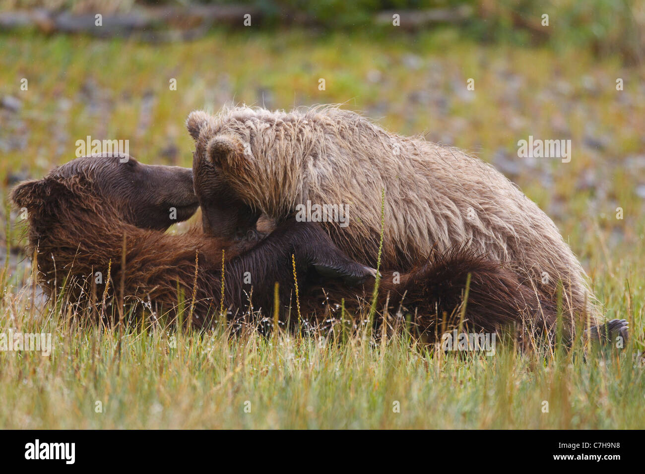 North American oso pardo (Ursus arctos horribilis) cub enfermería con Sow, Lake Clark National Park, Alaska, Estados Unidos Foto de stock