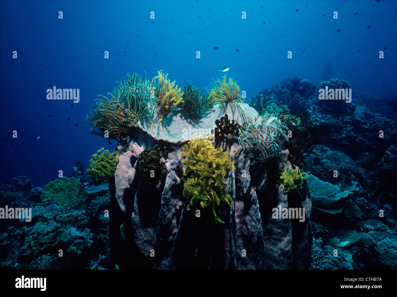 Crinoideos, encaramado en la cima de una esponja Barril (Xestospongia testudinaria). Kimbe Bay, Nueva Bretaña, Papua Foto de stock