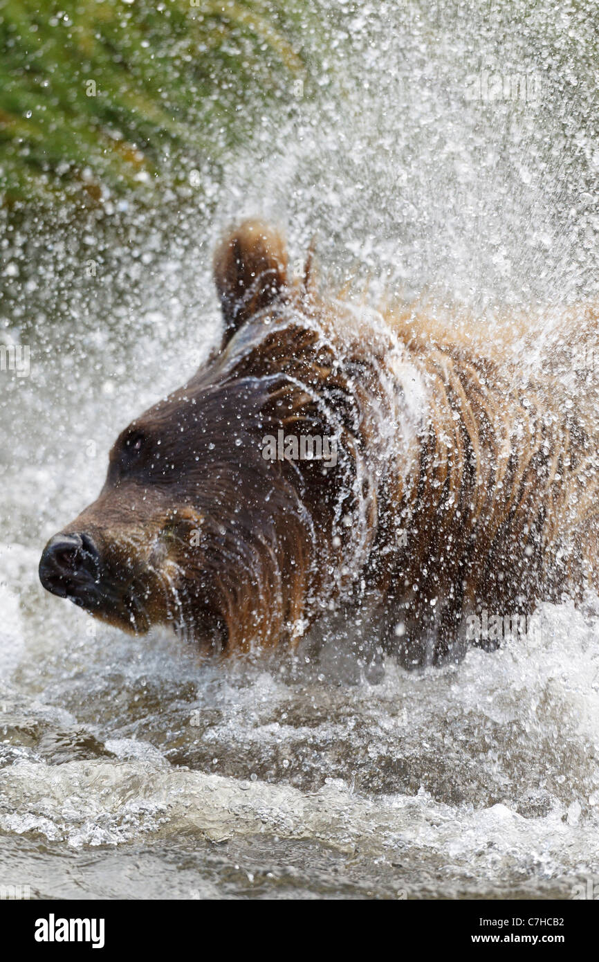 North American oso pardo (Ursus arctos horribilis) siembre agitando el agua fuera, Lake Clark National Park, Alaska, Estados Unidos Foto de stock