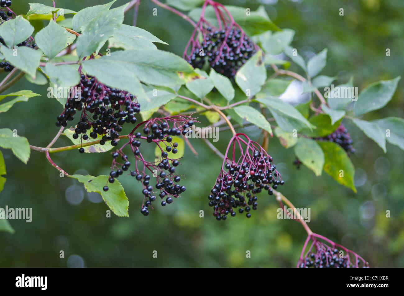 Saúco sambucus nigra Foto de stock