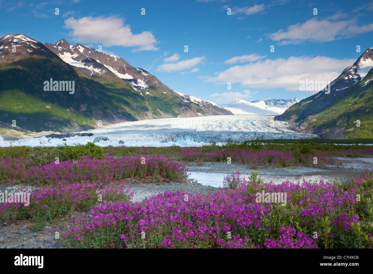 Flores silvestres en el Spencer Glaciar, Bosque Nacional Chugach, Alaska. Foto de stock