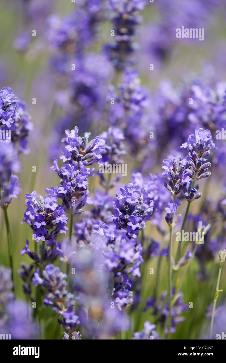 Inglés, Lavanda Lavandula angustifolia 'Munstead' Fotografía de stock
