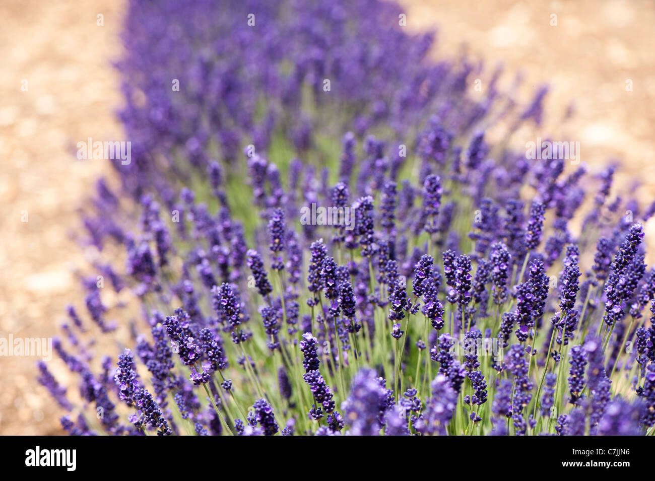 Inglés, Lavanda Lavandula angustifolia 'Imperial' Gem Fotografía de