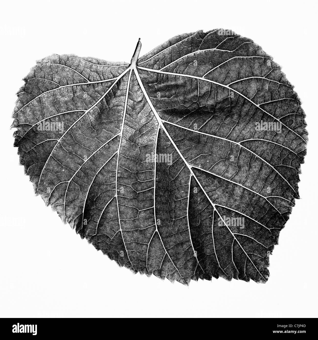 Cerca de hojas en forma de corazón Foto de stock