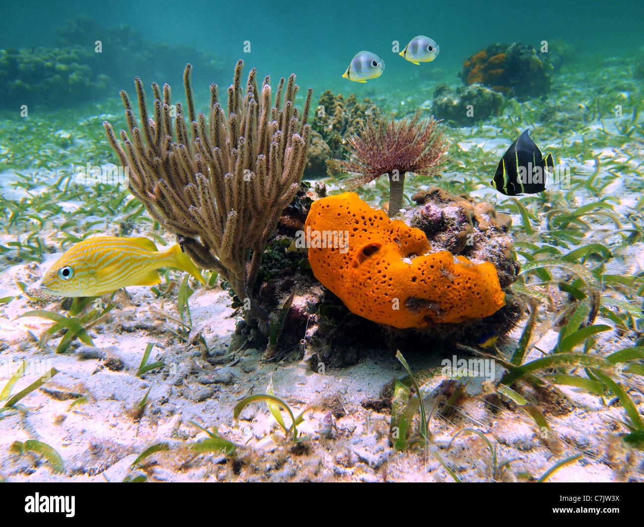 Vista de coloridos corales, esponjas de mar, gusanos de mar y peces tropicales en el mar Caribe, Costa Rica Foto de stock