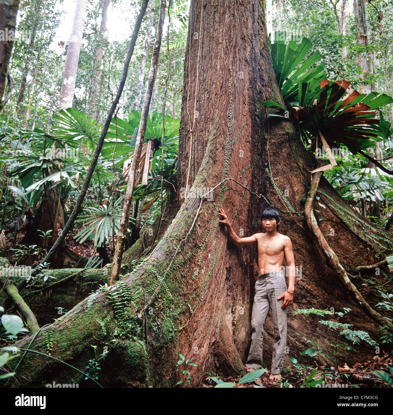 Penan niño nativo de pie por un gran contrafuerte raíces de árboles de maderas duras, el Parque Nacional de Mulu, Sarawak, Borneo, Malasia Oriental Foto de stock