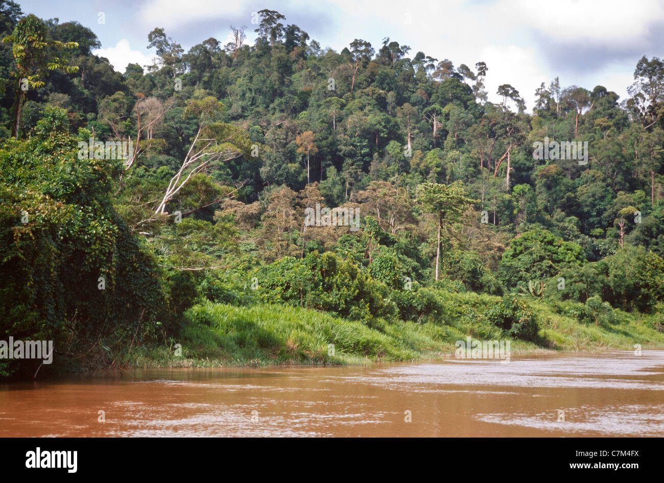Banco Río la cubierta forestal, el agua del río fangoso, Parque Nacional de Mulu, Sarawak, Borneo, Malasia Oriental Foto de stock