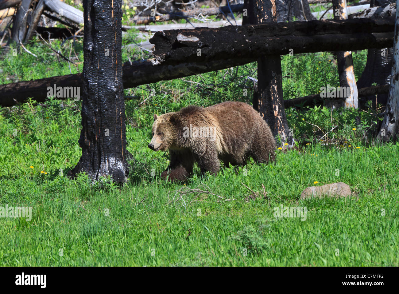 Grizzly Bear, Ursus arctos horribilis. Un oso grizzly en una zona de regeneración de incendios forestales en el Parque Nacional Yellowstone, a finales de primavera. Foto de stock