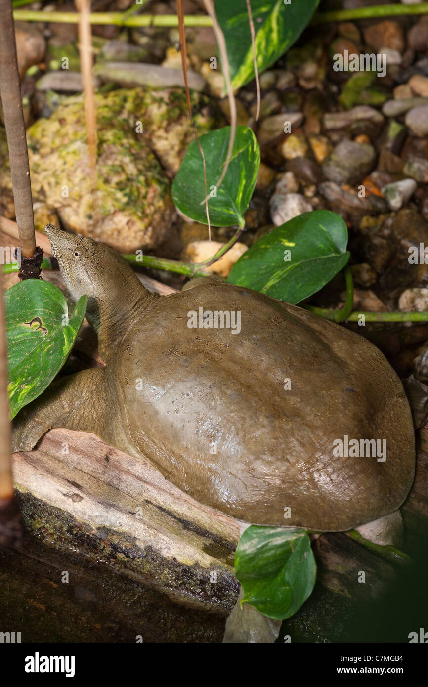 La tortuga de caparazón blando china Pelodiscus (Trionyx sinensis). En peligro de extinción en el medio silvestre, cría en China para el consumo humano. Foto de stock