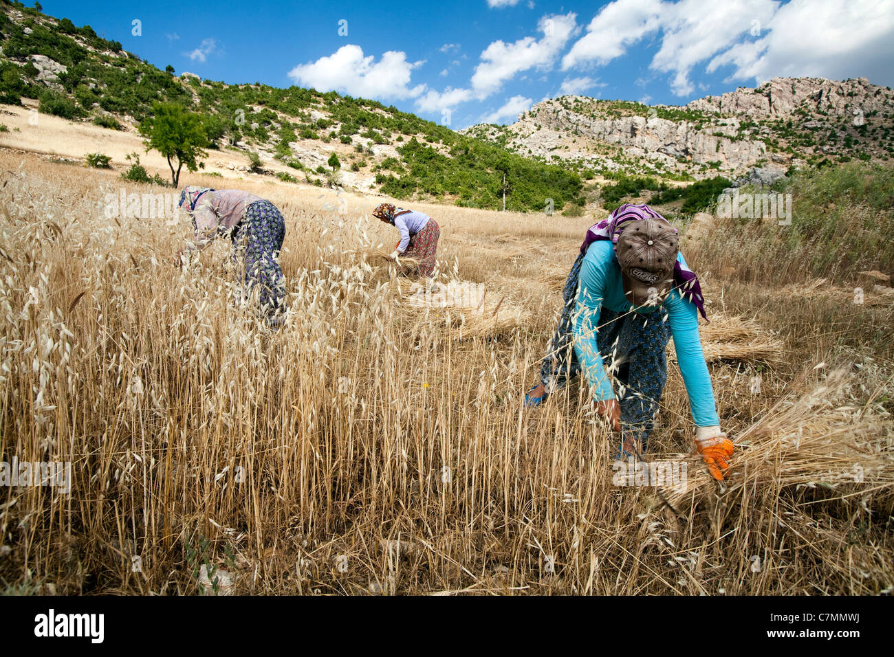 Las mujeres cosechar cebada en Antalya Turquía Gündoğmuş Foto de stock
