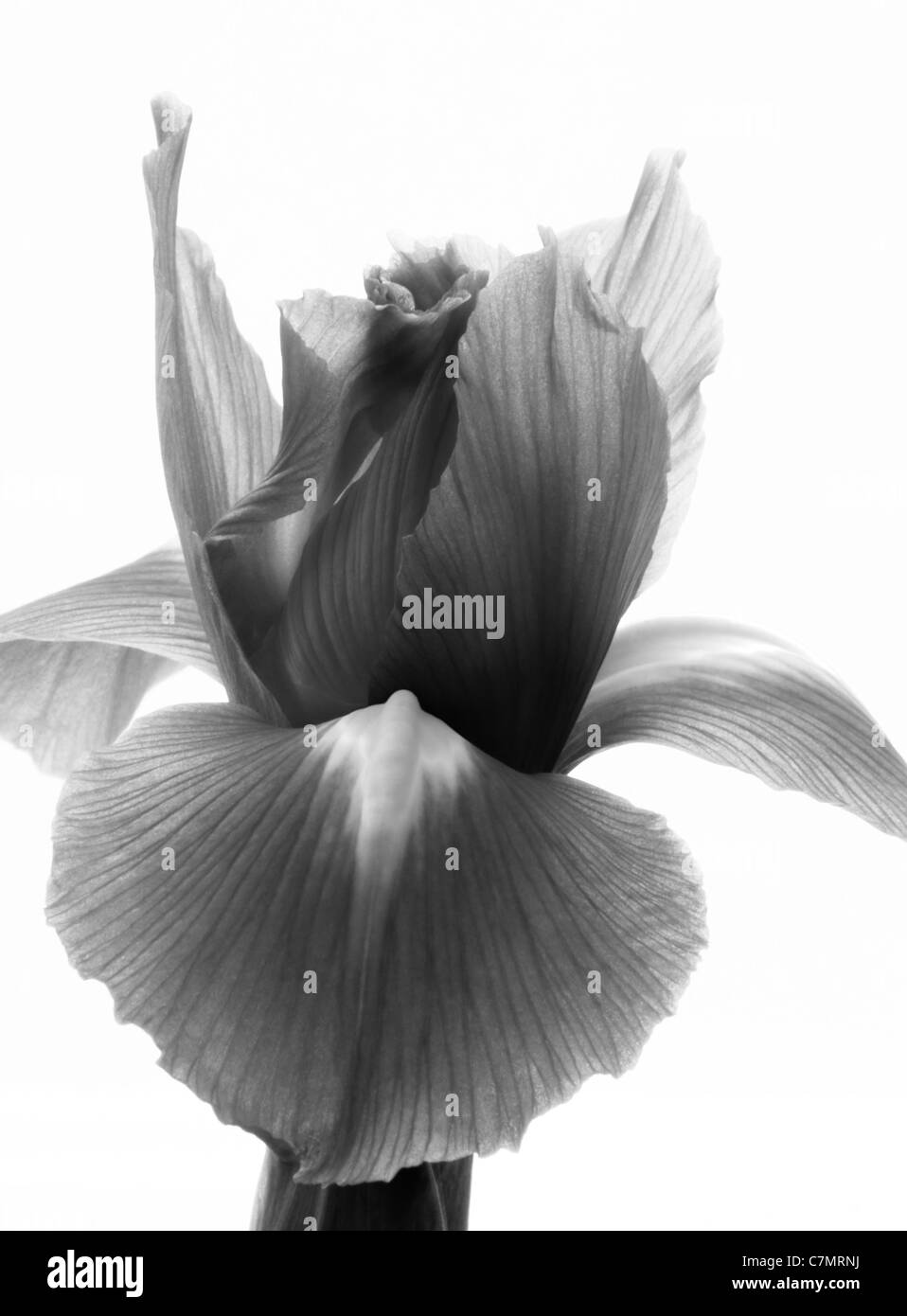 Flor de iris negro fotografías e imágenes de alta resolución - Alamy Flor de iris negro fotografías e imágenes de alta resolución - Alamy