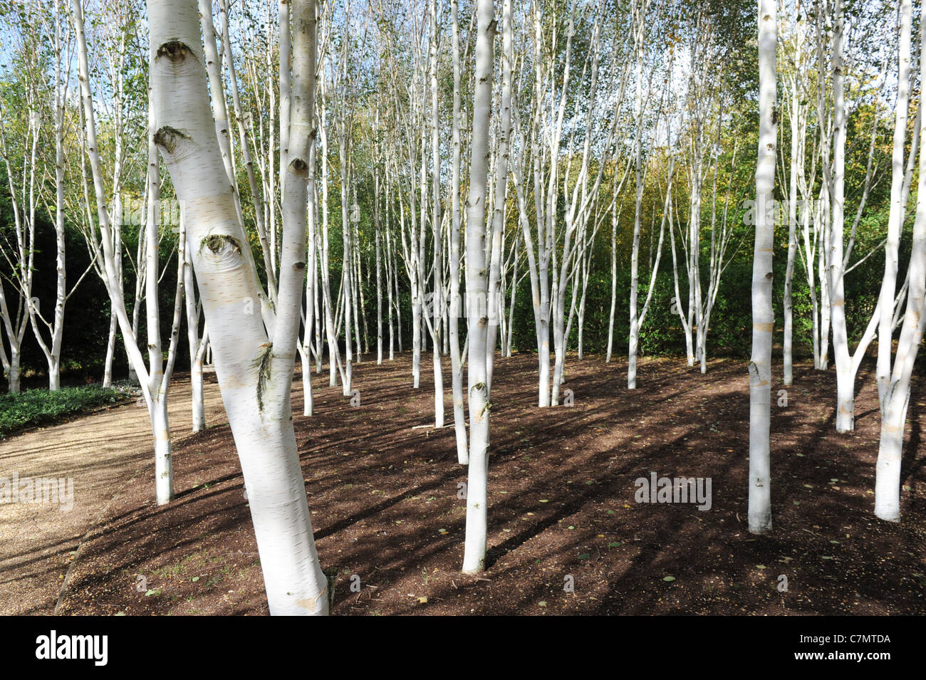 Jardín de árboles de abedul blanco abedul del Himalaya Uk Foto de stock