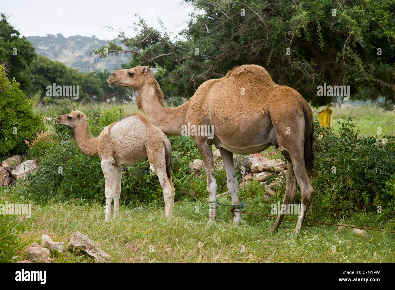 Camello y bebé camello entre Sidi M'Barek y Sidi Kaouki en Marruecos Foto de stock