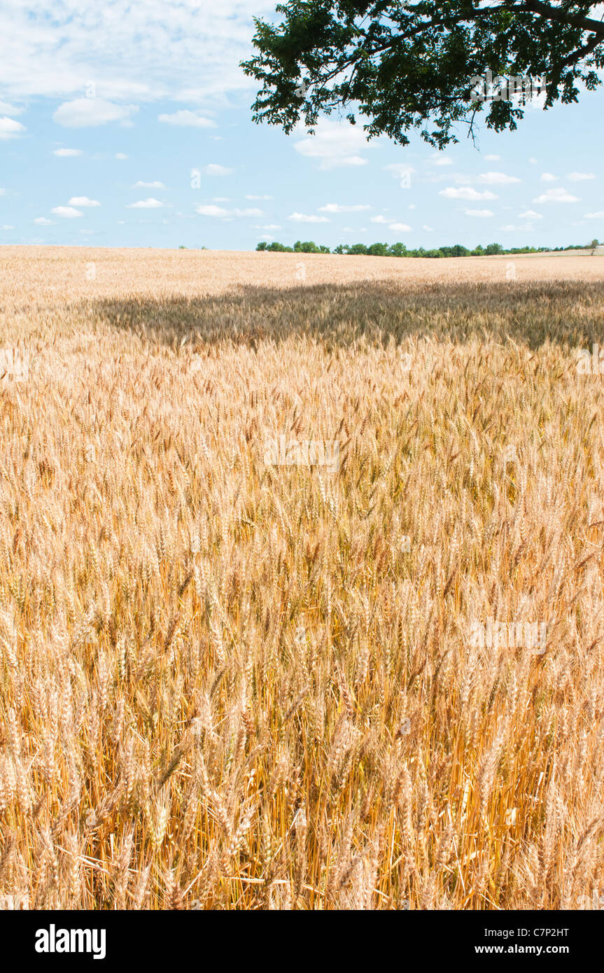 Un cultivo maduro de trigo se muestra en el campo con hinchadas nubes blancas en el cielo azul. Foto de stock