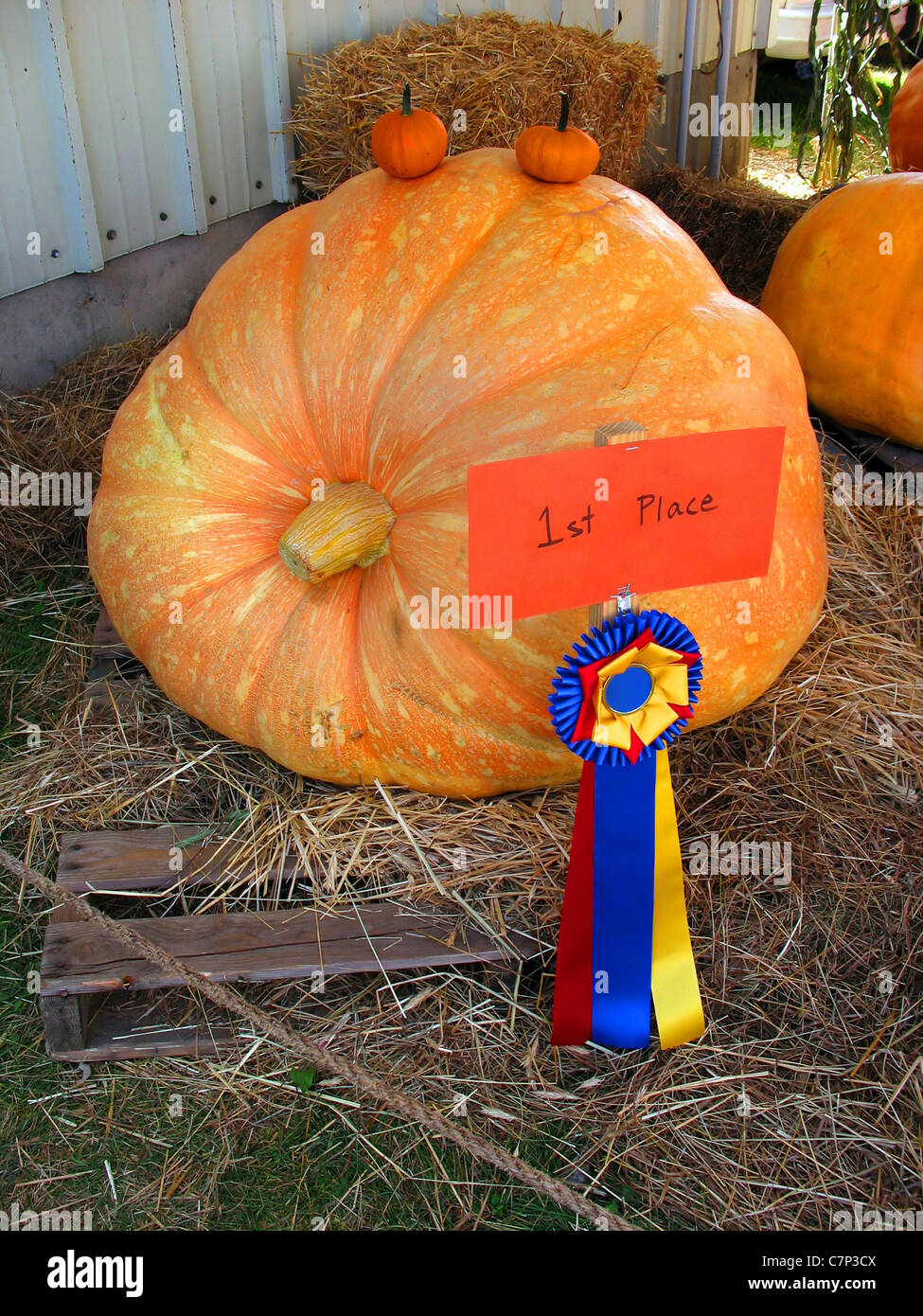 Ganadora de un premio de la calabaza en exhibición en una feria agropecuaria. Foto de stock