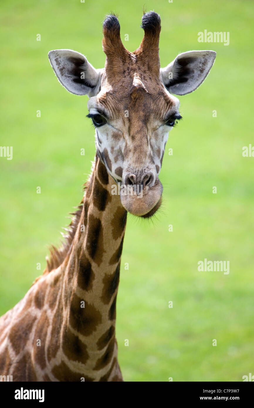 Giraffe jirafa, camelopardalis cautivo juvinille único Marwell zoo, UK Foto de stock