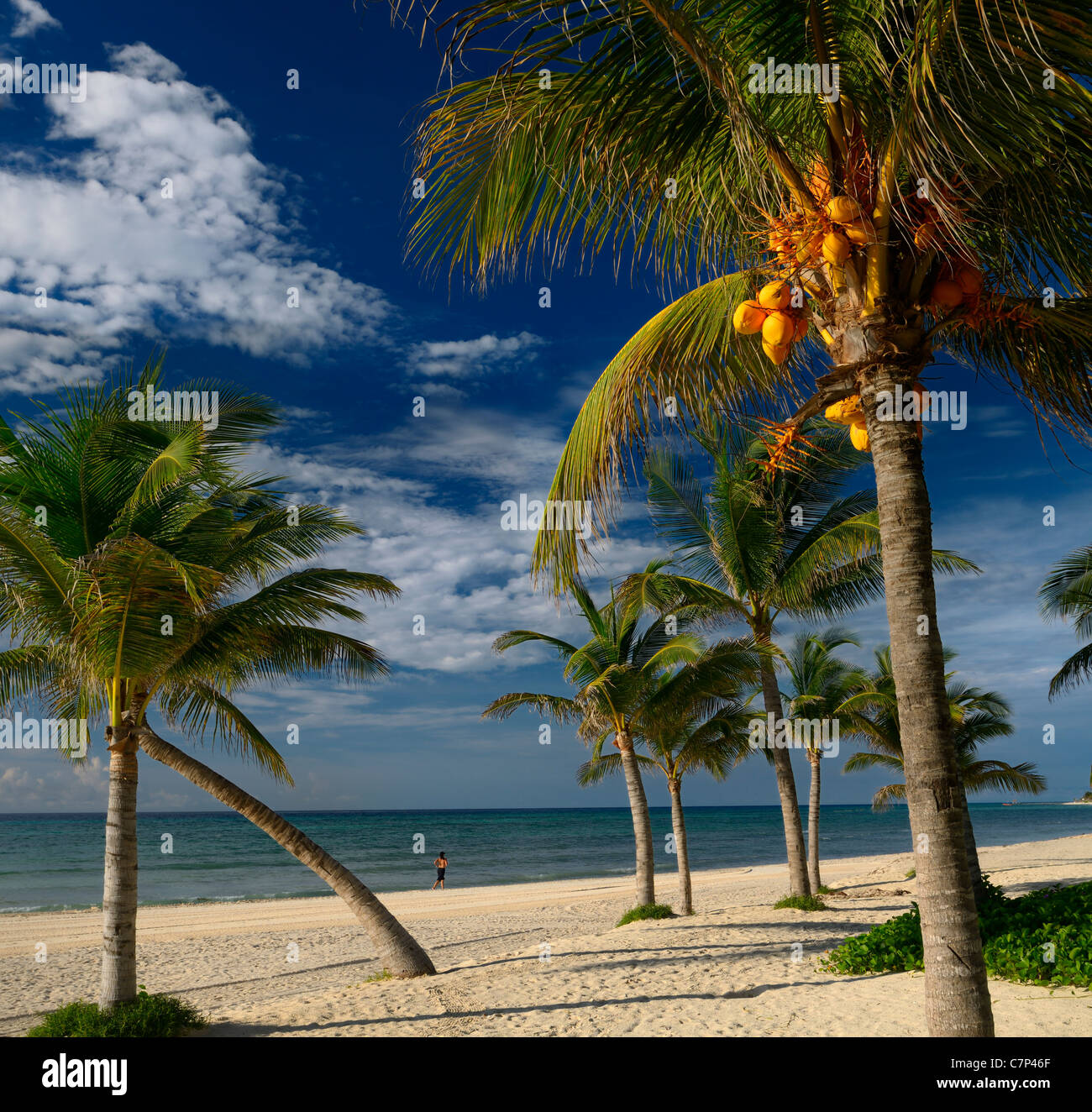 Palmeras de coco en la playa de la Riviera Maya con un emparejador solitario resort de México Foto de stock