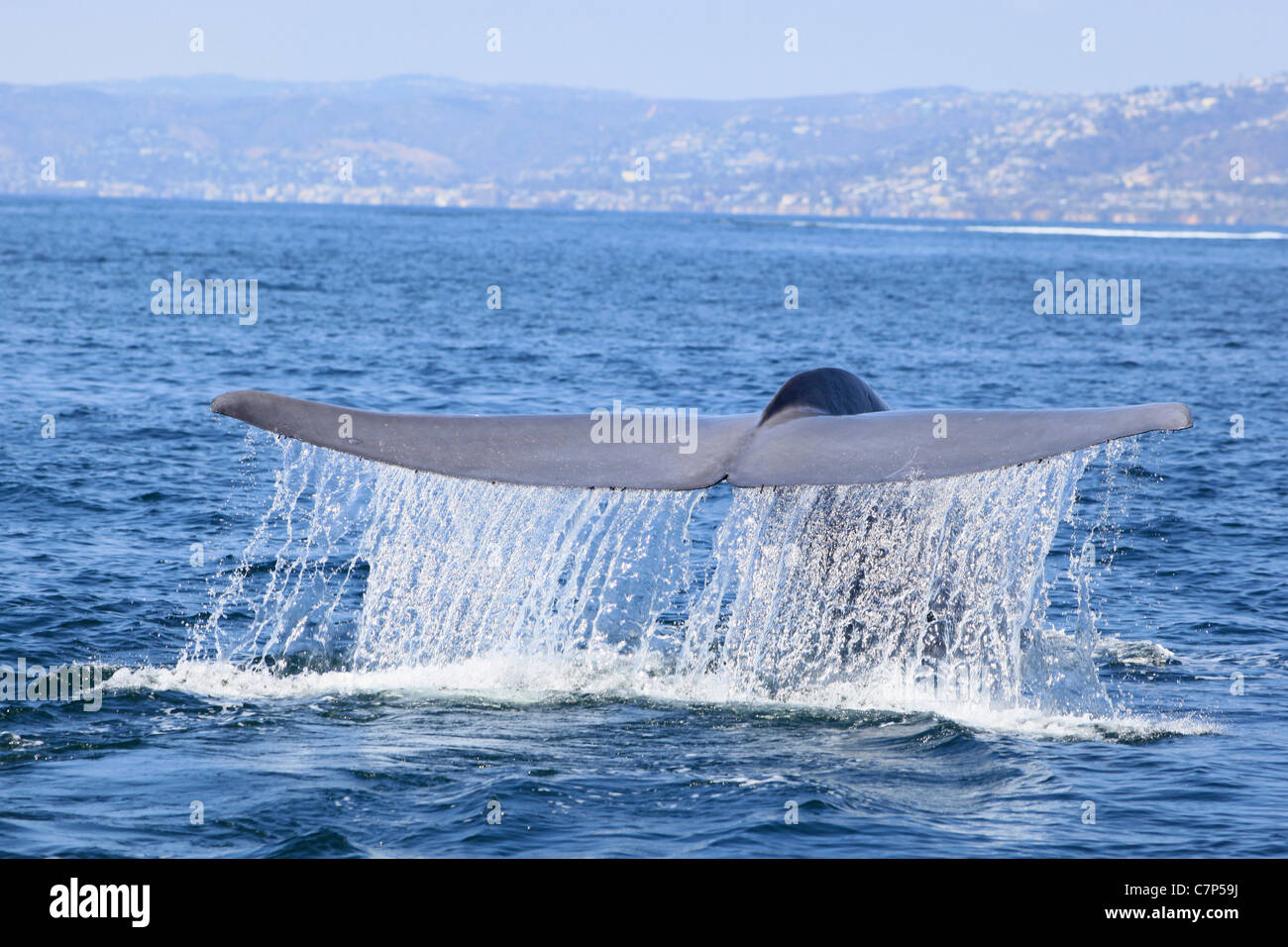 La cola de ballena azul o fluke visto con agua goteando como la ballena se sumerge en el océano, en California. Foto de stock