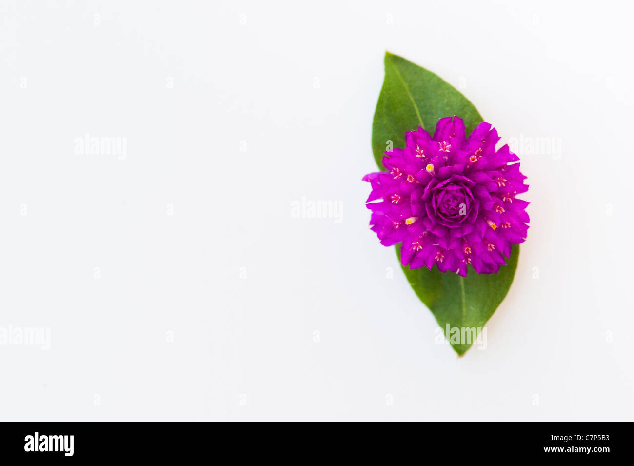 Gomphrena globosa . Globe Amaranto o Botón Licenciatura flor sobre un fondo blanco. Foto de stock